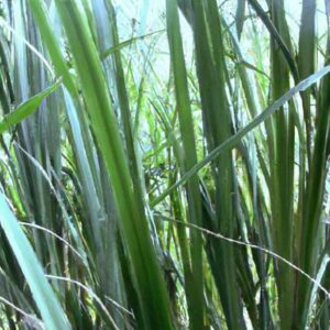 Cana-de-Açúcar para Produção de Etanol