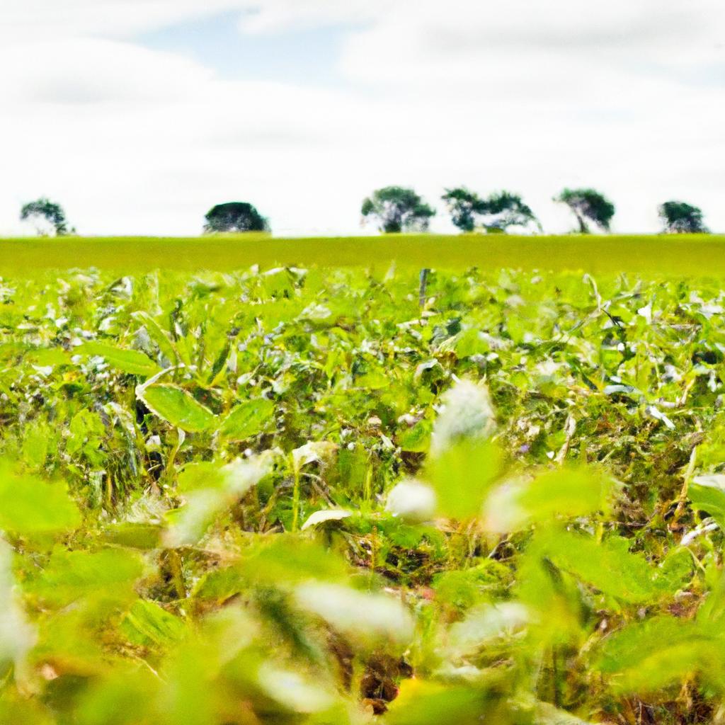 Sustentabilidade e Inovação na Produção de Soja